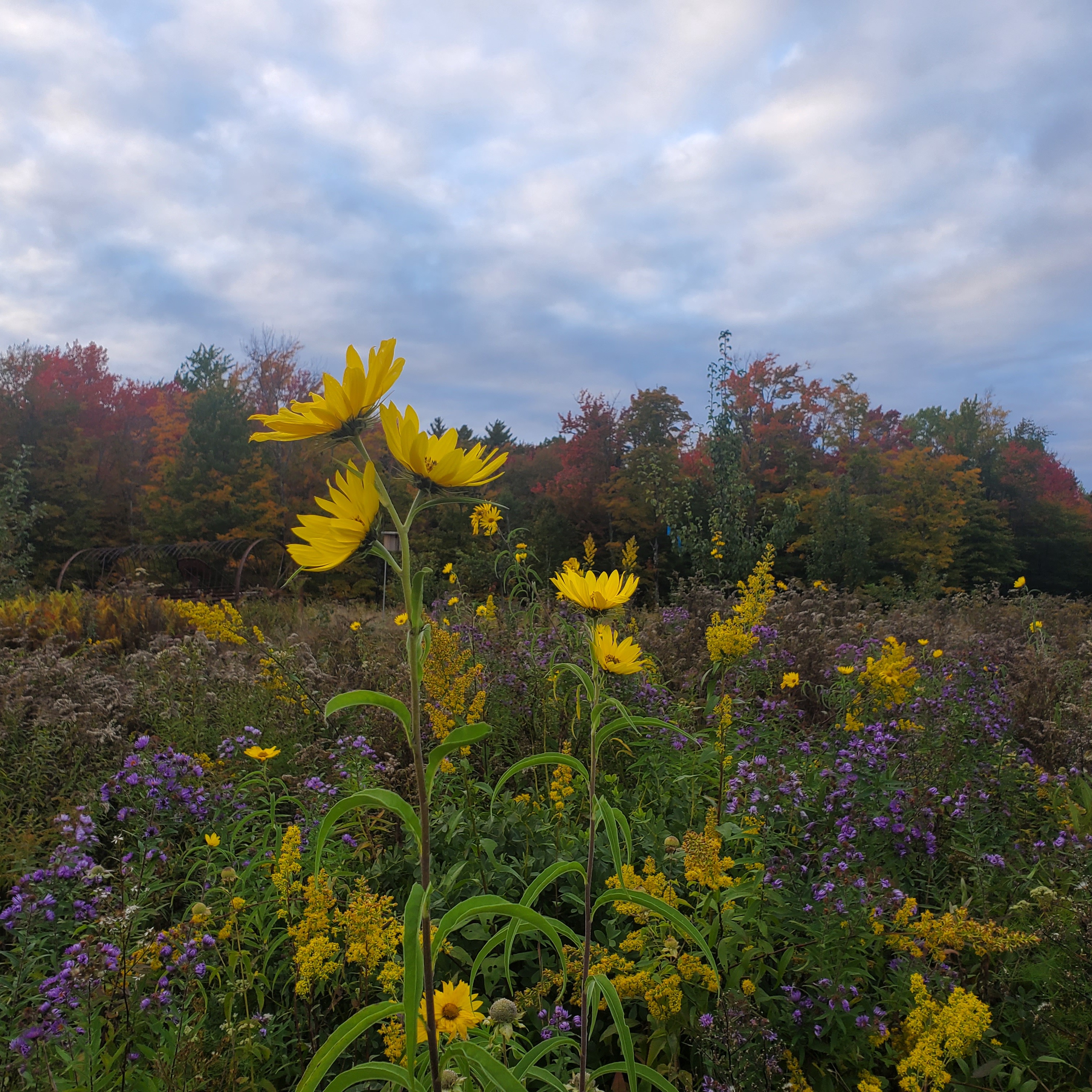Women in the Woods:  Woodland and Wildflower Walk - logo